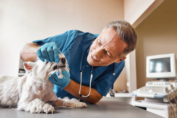 Best Emergency Treatment for Dental Infections or Abscesses in Lake Geneva, WI